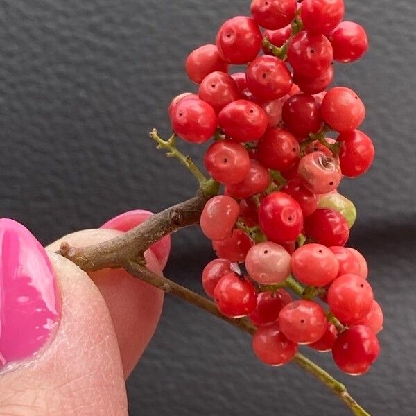 Sorbus aucuparia Froito