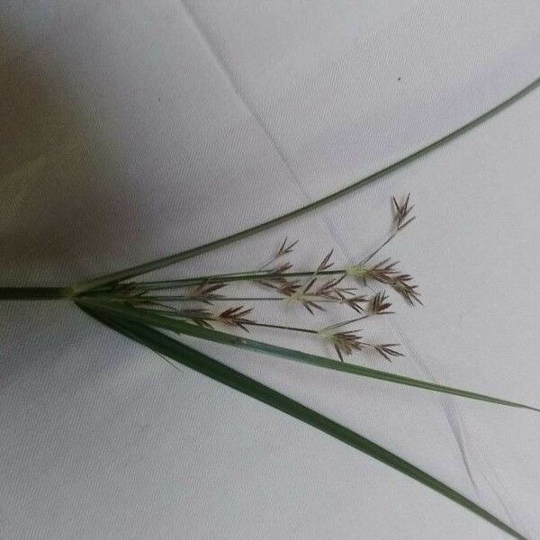 Cyperus longus Flower