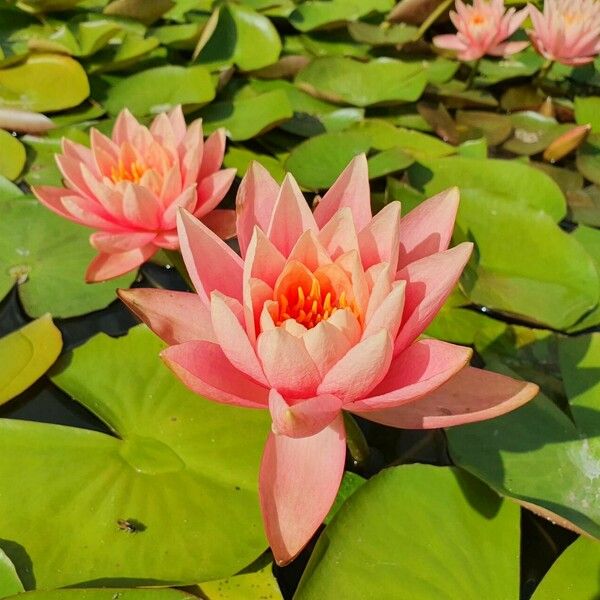 Nymphaea candida Flors