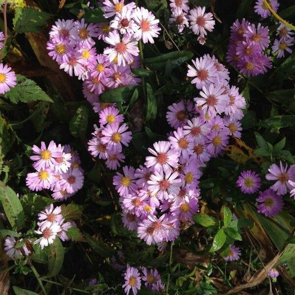 Symphyotrichum novi-belgii Blomst