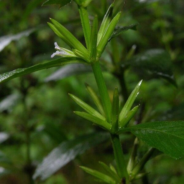 Hygrophila costata Кора