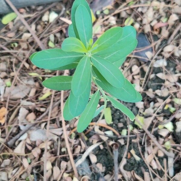 Euphorbia corollata Лист