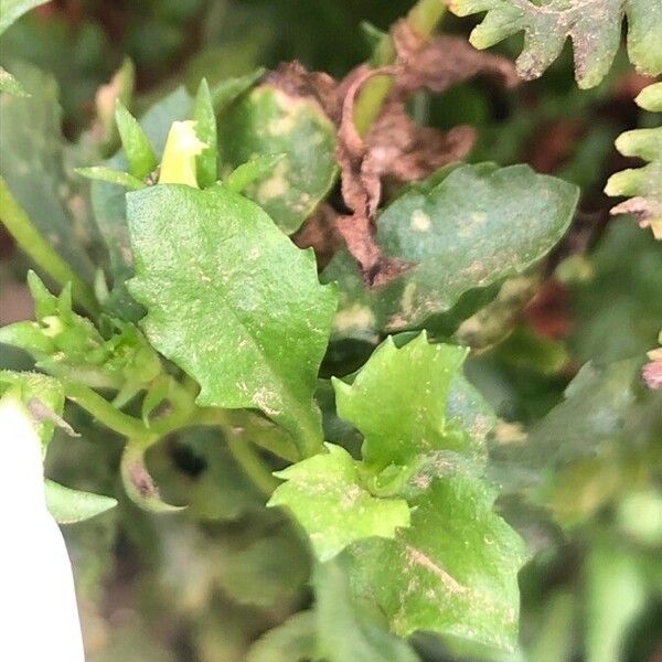 Mazus miquelii Leaf