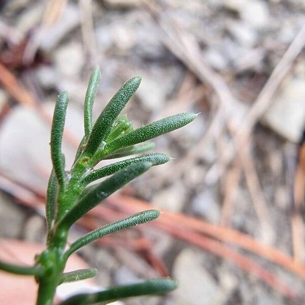 Fumana procumbens Folha