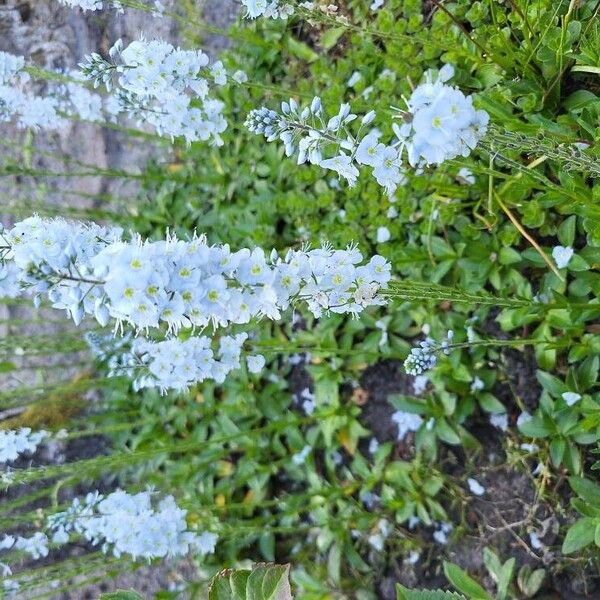 Veronica gentianoides Bloem