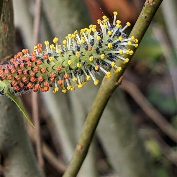 Salix purpurea 花