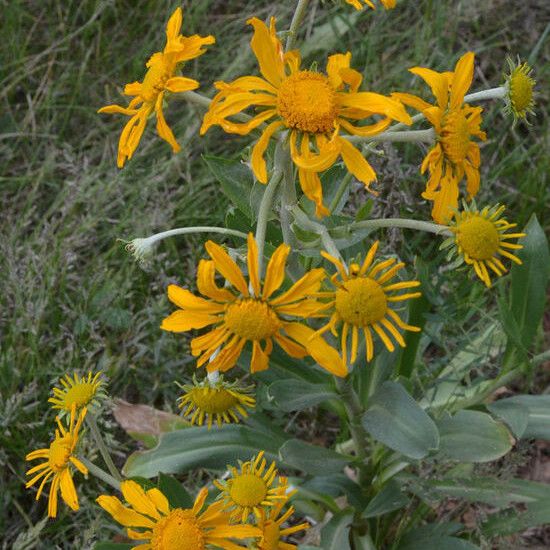 Hymenoxys hoopesii Blodyn