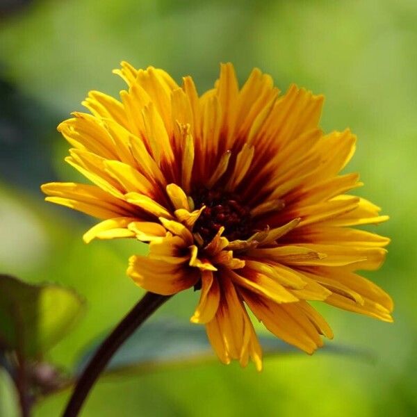 Heliopsis helianthoides Кветка