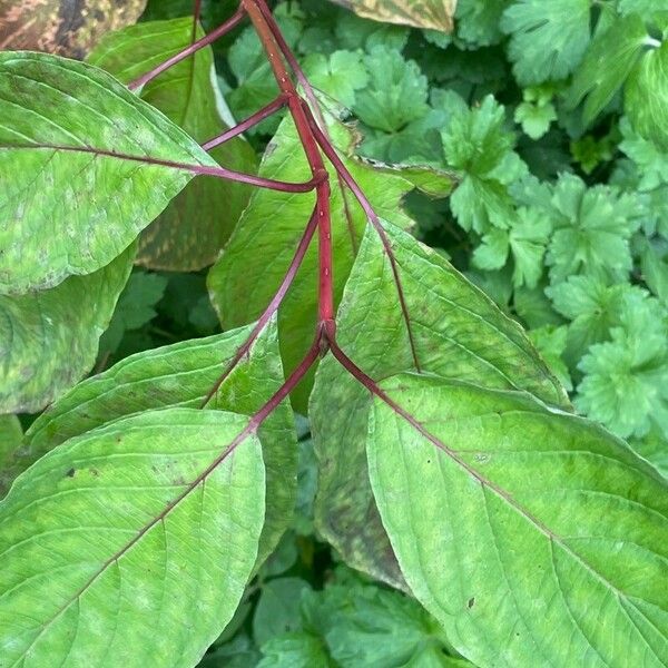 Cornus alba Blatt