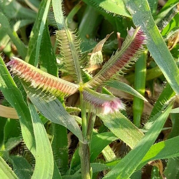 Dactyloctenium aegyptium Blüte