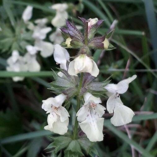 Stachys annua Квітка