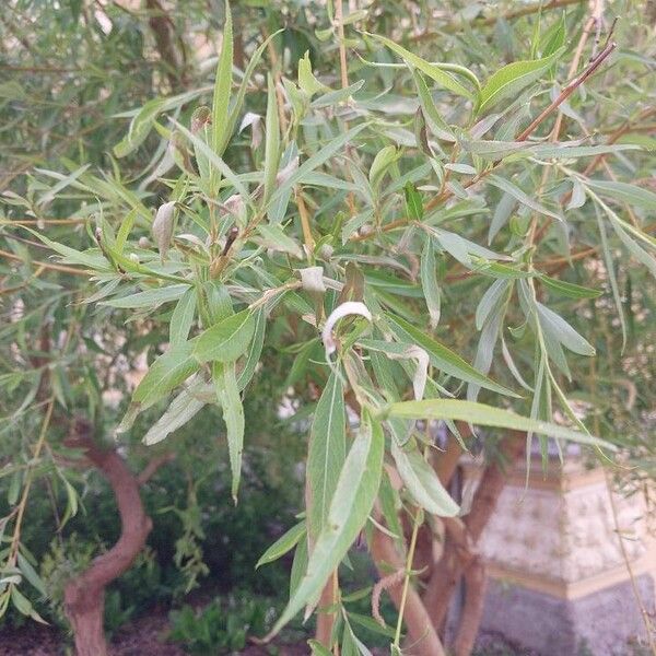 Salix babylonica Blatt