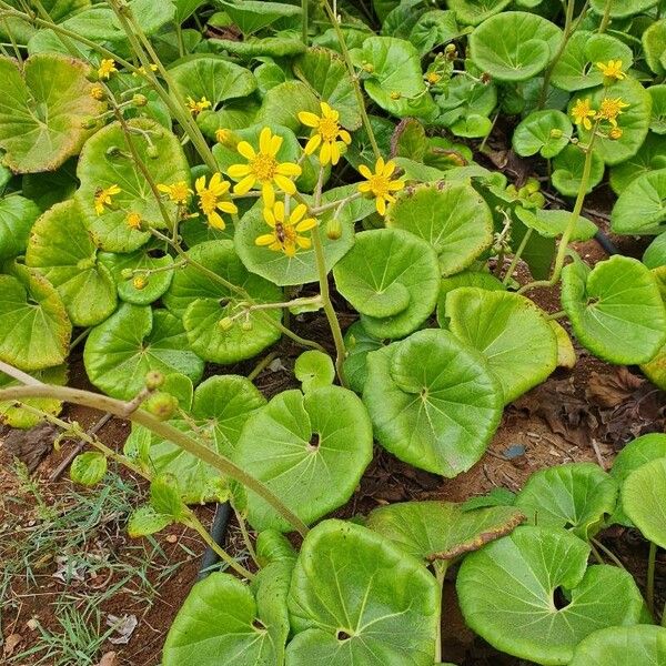 Farfugium japonicum फूल