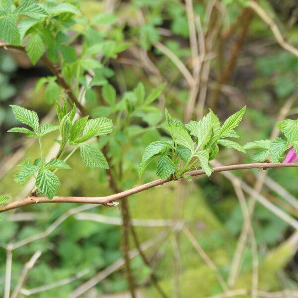 Rubus spectabilis ശീലം