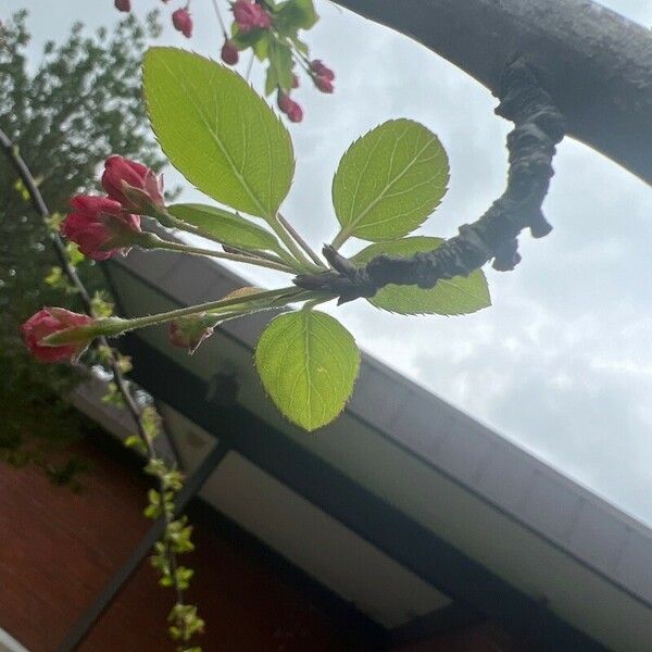 Malus × floribunda ഇല