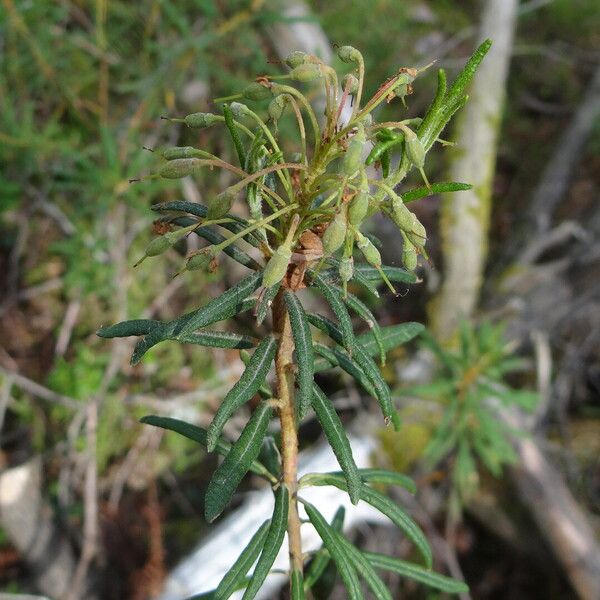 Rhododendron tomentosum Alkat (teljes növény)