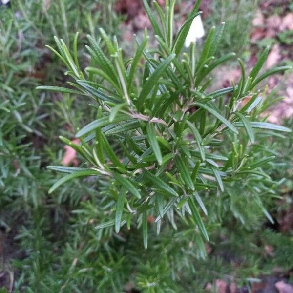 Rosmarinus officinalis Folha