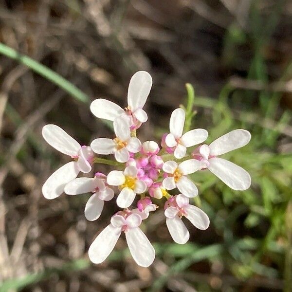 Iberis pinnata Цвят