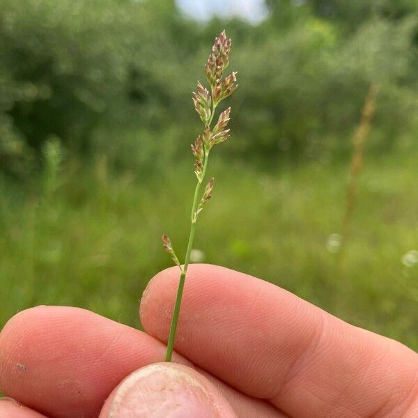 Poa compressa Frukt