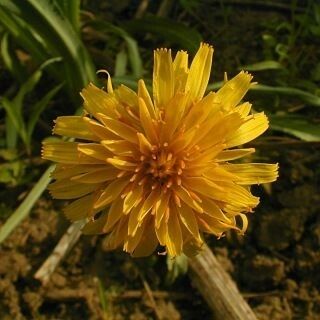 Microseris cuspidata പുഷ്പം