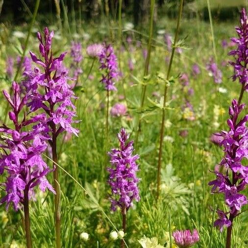 Dactylorhiza majalis Kvet