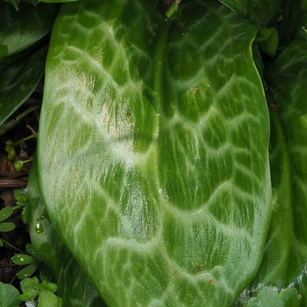 Erythronium revolutum Leaf