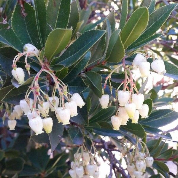 Arbutus unedo 花