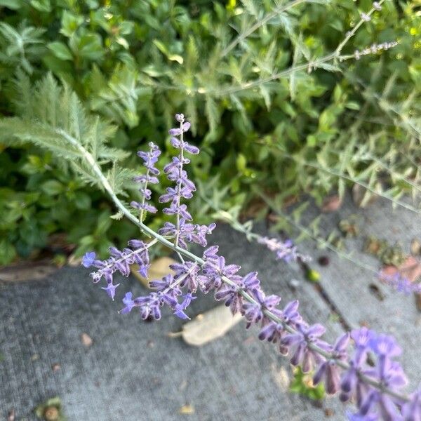 Salvia abrotanoides 花