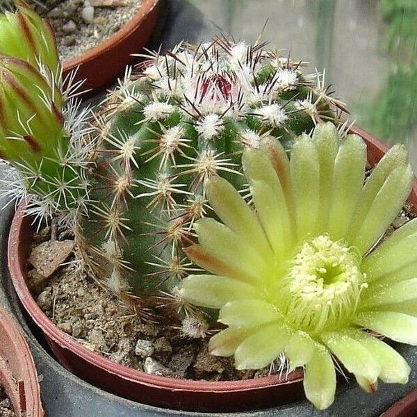 Echinocereus viridiflorus 花