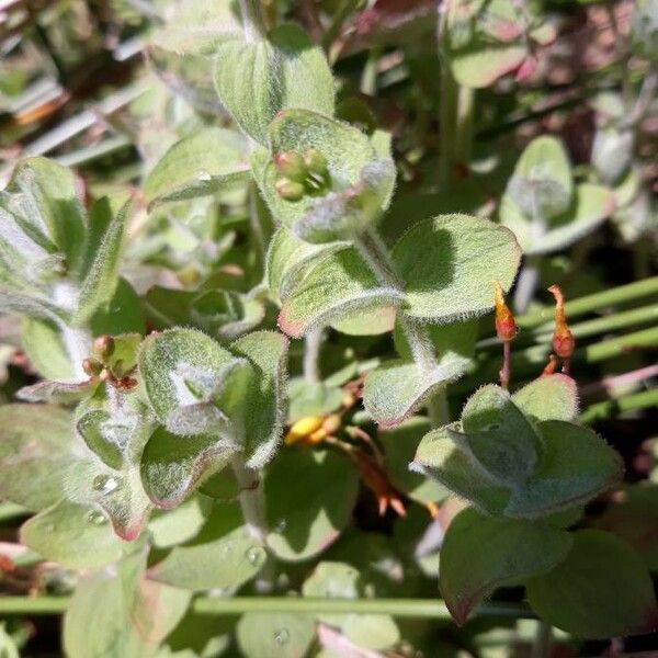 Hypericum elodes Leaf