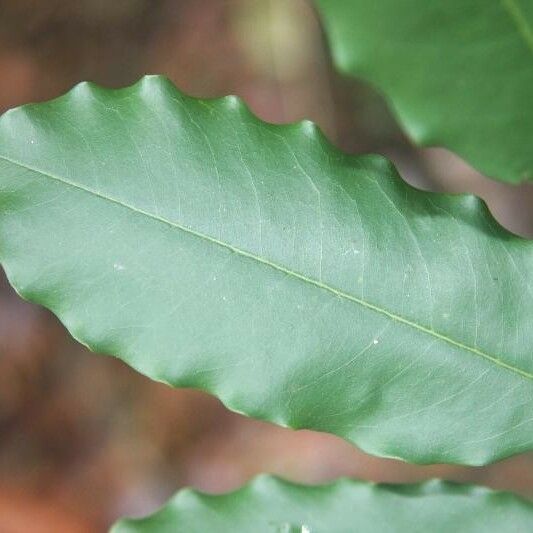 Andira inermis Blad