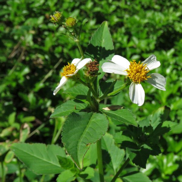 Bidens alba 花