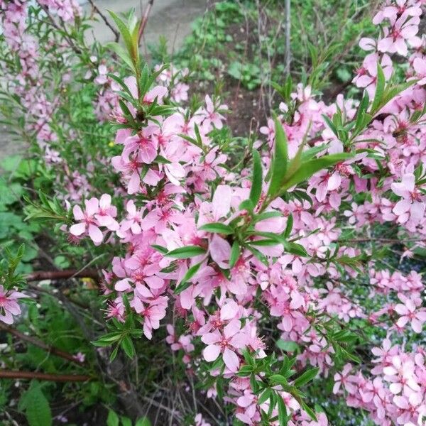 Prunus tenella Fleur