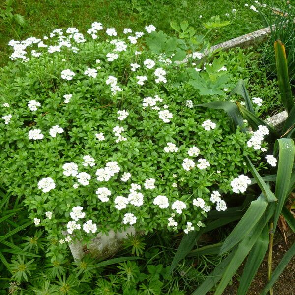 Iberis umbellata Хабит