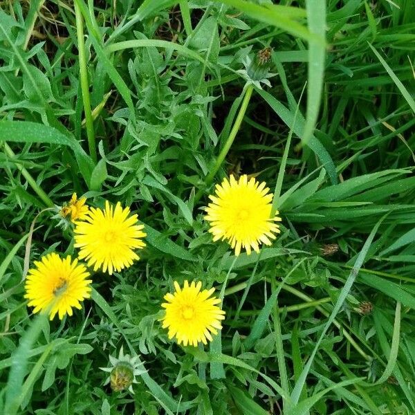 Taraxacum officinale പുഷ്പം