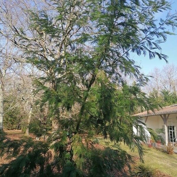 Acacia mearnsii Habitus