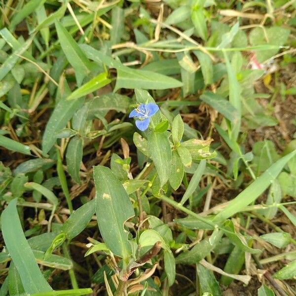 Commelina diffusa Flower