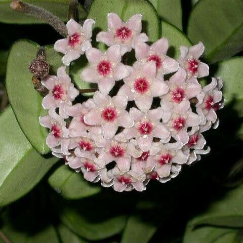 Hoya carnosa Fleur