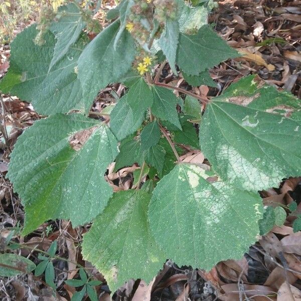 Triumfetta rhomboidea Flor