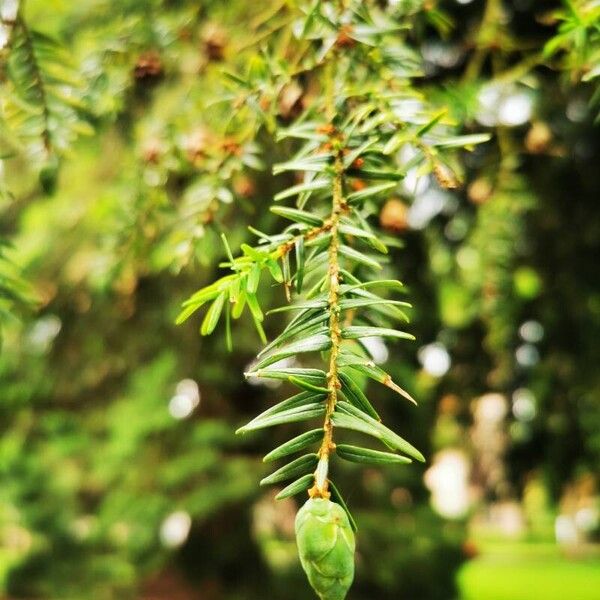 Tsuga canadensis Leaf