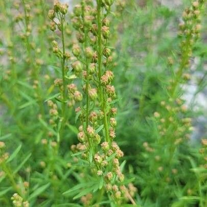 Artemisia michauxiana Blodyn