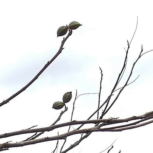 Carya illinoinensis Vaisius