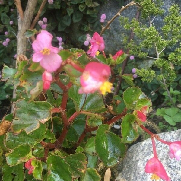 Begonia cucullata Blomst