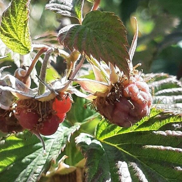 Rubus niveus Fruit