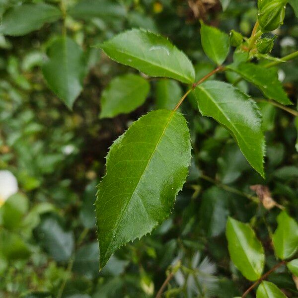 Rosa sempervirens Leaf