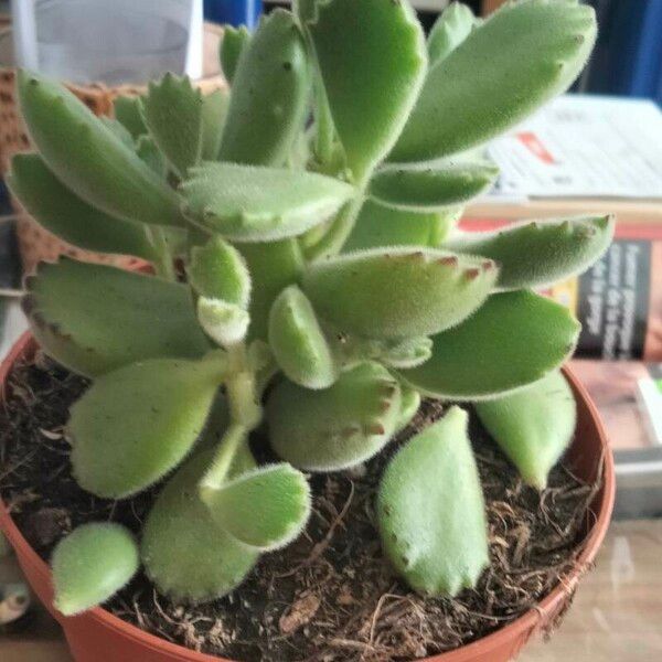 Cotyledon tomentosa Leaf