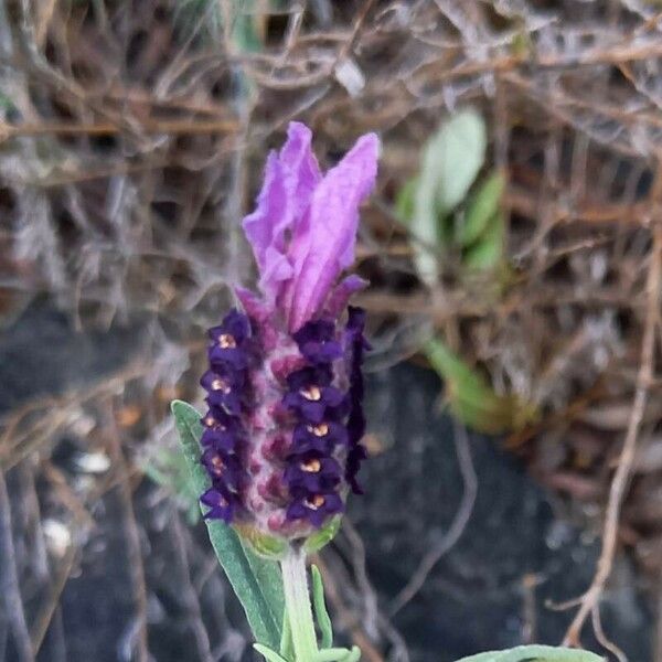 Lavandula stoechas Virág