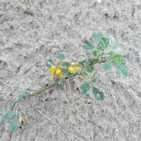 Medicago littoralis Flor