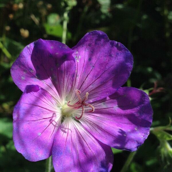 Geranium sylvaticum Flower