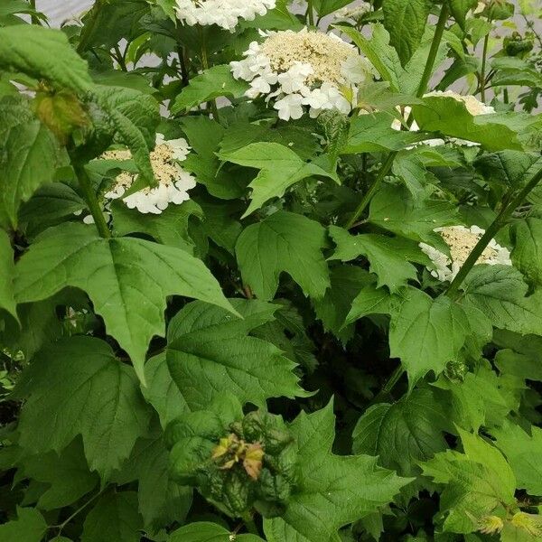 Viburnum sargentii Pokrój